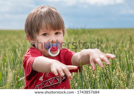 Portrait of a little boy in a wheat field. Child in wheat field