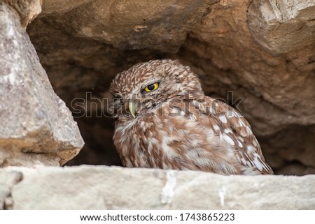 Little Owl (Athene noctua) bird in wildlife area.