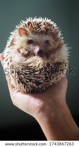 A lovely young african pygmy hedgehog looking camera when sitting on owner hand 