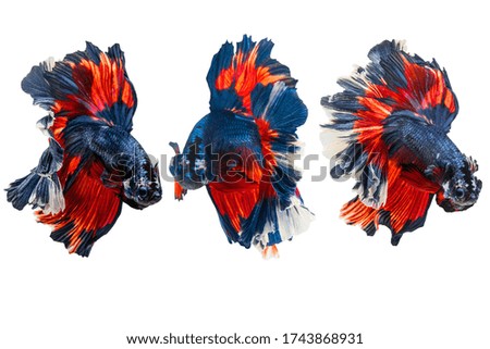Siamese fighting fish.Multi color fighting fish isolated on white background.	
