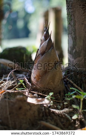 Borneo bamboo shoot picture from Kiulu river