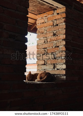 A sleeping cat on brick wall