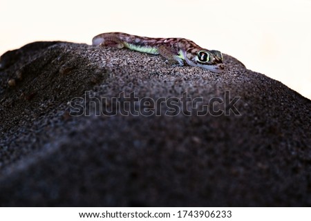 Desert gecko with fluorescent colors wildlife picture - shot taken in swakopmund deser in namibia africa