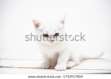 white fluffy kitten on a white background