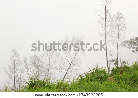 foggy dry trees, dark scary, forest, nature view landscape wallpaper background