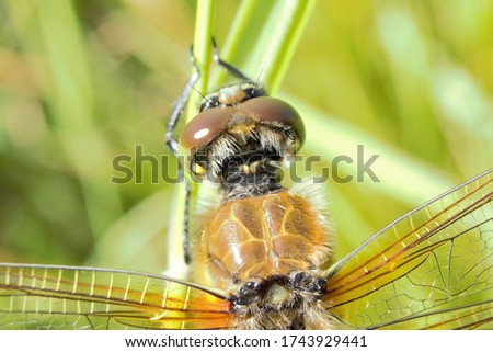 Close-up of a Four-Spotted Chaser (Libellula quadrimaculata) resting on a plant stem.