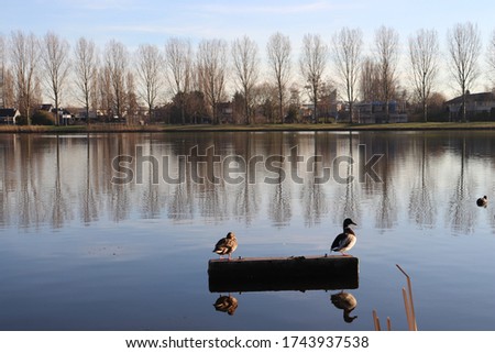 Wild Ducks in Rotterdam, Netherlands