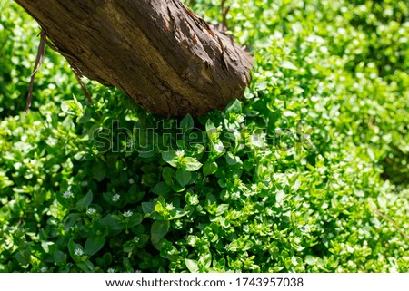 green grass and tree trunk, spring, background, flowers, grass, moss