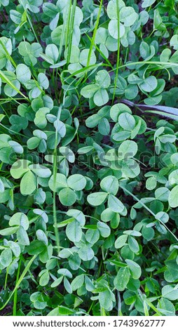 Trifolium pratense, the red clover, green leaves of meadow clover,background for St. Patrick's Day