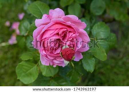 Close up of a rose rose flowers with a tiny red flower bud inside it with green background
