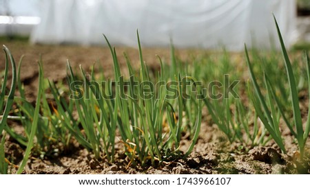 Green onions growing on a field in the ground