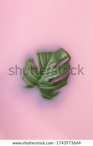 Summer scene with green monstera leaf in pink milk. Tropical sun and shadows. Minimal nature background.