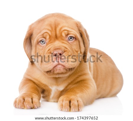 Bordeaux puppy dog lying in front. isolated on white background Royalty-Free Stock Photo #174397652