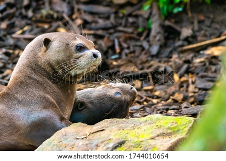 Giant Otter or Giant River Otter, Pteronura Brasiliensis, detail of animal head near big stone. Living in water.