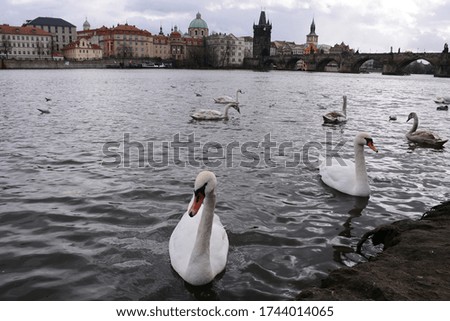 swimming swans in Vltava river on Prague city at winter 