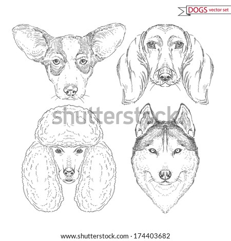 Hand drawn set of dog heads of different breeds, welsh corgi, dachshund, puddle, husky