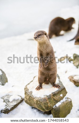 European otter, or Lutra lutra, standing on the rocks in the snow 