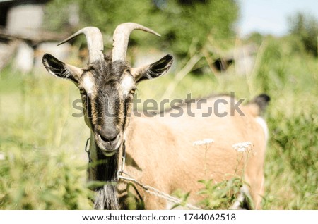 goat on a chain Green grass blur in the farm