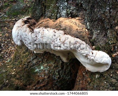 Close-up picture of mushroom, Bracket fungi, or shelf fungi, are among the many groups of fungi. Characteristically