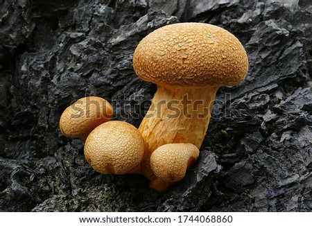 Close-up picture of mushroom, Gymnopilus junonius is a large and colourful wood-rotting species that occurs in small groups at the bases