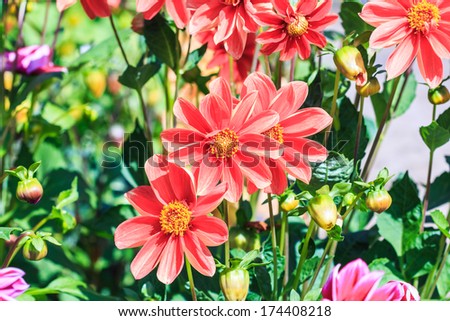 Dahlia flower for background