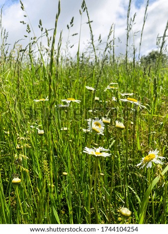 Close up of Wildflowers in a meadow
