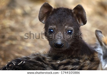 A tiny baby Spotted Hyena cub with all black fur close up
