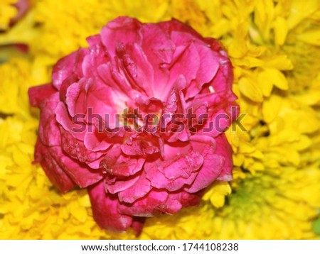 The pink rose flower is seen in this picture. Its scientific name is Roja. Many species have these flowers.
