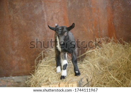A young funny kid with long ears is standing in the hay. A small black kid with white stripes and spots. Selective focus, copy space