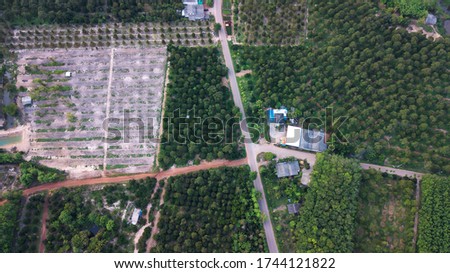 Picture above a durian plantation in Rayong, Thailand, taken from a drone.