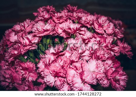 Bouquet of pink carnation flowers. Background of flowers.
