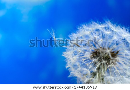 Beautiful white dandelion on a background of blue sky.