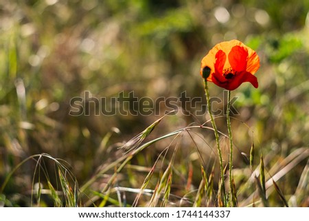 poppy field at sunset. poppies close-up. photo wallpaper