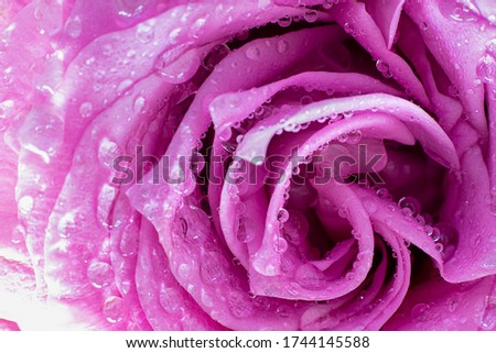 Close up of fresh violet rose petals with water drops, Horizontal shot with golden helix composition rule. Macro picture for postcard, wallpaper. Beautiful flower. Gift, surprise, hobby, garden