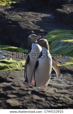 Yellow-eyed penguin, or Hoiho, crossing the prehistoric landscape of petrified forest at Curio Bay, New Zealand.