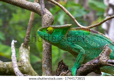 One Colorful chameleon on a branch in a national park on the island of Madagascar