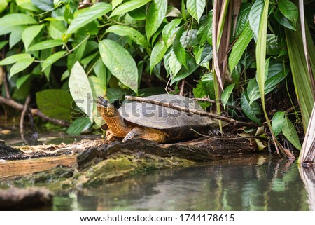 Turtle of Costarrica river float