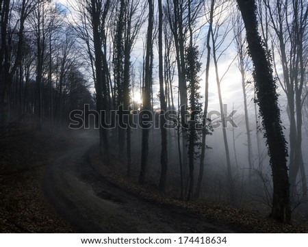 Misty forest at Sljeme, mountain near Zagreb, Croatia