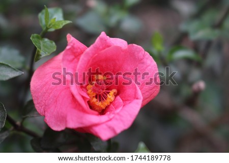 Flowers Different Types of Flowers Red Roses Pink Jaba Shapla Flower Flower Collection of All Types of Flowers, All Collections of Flowers of Different Colors Flower Flower Fair Royalty-Free Stock Photo #1744189778