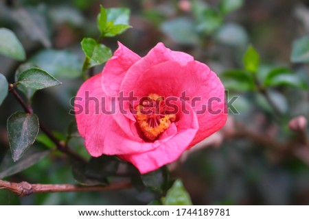 Flowers Different Types of Flowers Red Roses Pink Jaba Shapla Flower Flower Collection of All Types of Flowers, All Collections of Flowers of Different Colors Flower Flower Fair Royalty-Free Stock Photo #1744189781