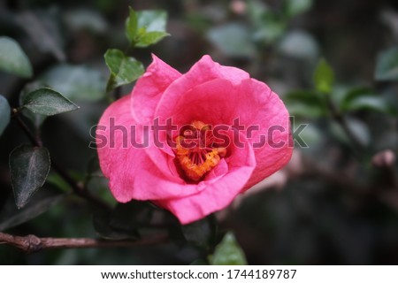 Flowers Different Types of Flowers Red Roses Pink Jaba Shapla Flower Flower Collection of All Types of Flowers, All Collections of Flowers of Different Colors Flower Flower Fair Royalty-Free Stock Photo #1744189787