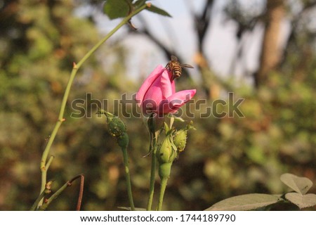 Flowers Different Types of Flowers Red Roses Pink Jaba Shapla Flower Flower Collection of All Types of Flowers, All Collections of Flowers of Different Colors Flower Flower Fair Royalty-Free Stock Photo #1744189790