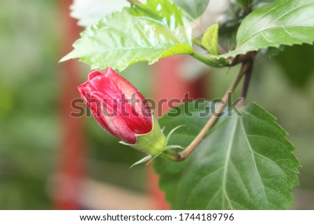 Flowers Different Types of Flowers Red Roses Pink Jaba Shapla Flower Flower Collection of All Types of Flowers, All Collections of Flowers of Different Colors Flower Flower Fair Royalty-Free Stock Photo #1744189796
