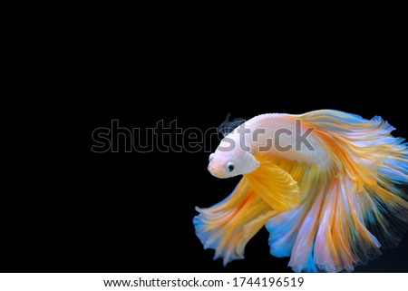 Golden betta fish on isolate black background.