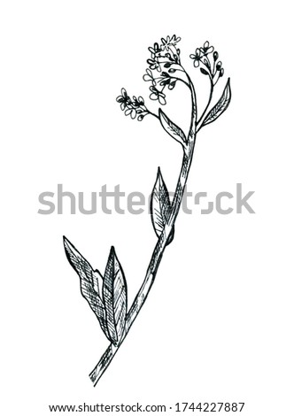 Field flower, monochrome, isolated on a white background. Graphics, sketch. Stock illustration