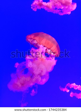 Jellyfish swimming in a tank.