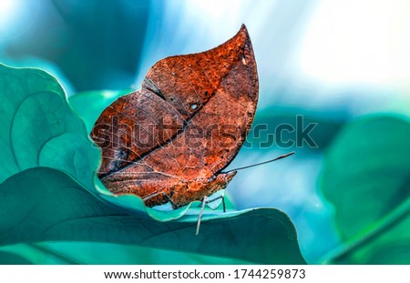 Dead leaf butterfly , Kallima inachus, aka Indian leafwing, standing wings folded on a bamboo branch, dead leaf imitation.