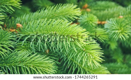 Bright green young spruce branches close-up, selective focuse. Beautiful lush branches of spruce with needles with blurred vignette.Christmas tree macro photo. Green picea abies tree.   