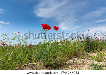 Red poppies against a blue sky view from below. Meadow flowers in soft focus. Passionate bright floral background. Beautiful wild flowers. Landscape with a poppy field. On a Sunny summer day.