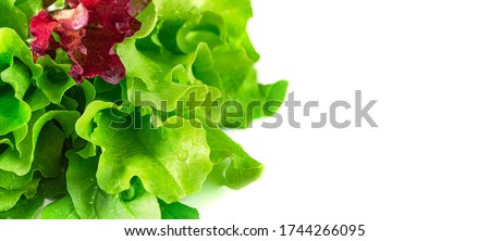 Lettuce background. Juicy fresh green and red lettuce on a white background close-up, free space for text. Green leaves background, selective focus. Diet, healthy food. Royalty-Free Stock Photo #1744266095